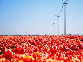 Dagtocht Tulpenexcursie en Agriport Dagtocht Tulpenexcursie en Agriport