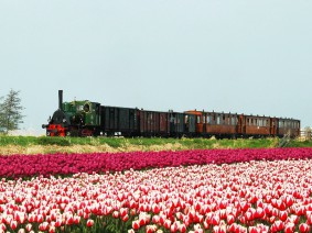 Dagtocht Tulpenexcursie en Agriport Dagtocht Tulpenexcursie en Agriport
