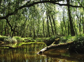 Biesbosch Biesbosch