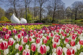 Keukenhof Keukenhof