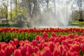 Keukenhof Keukenhof