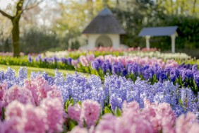 Keukenhof Keukenhof
