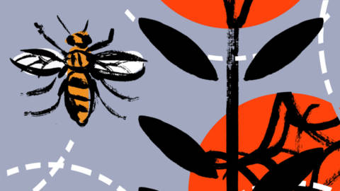 Manchester-Camerata-1920-Where-the-Bee-Dances