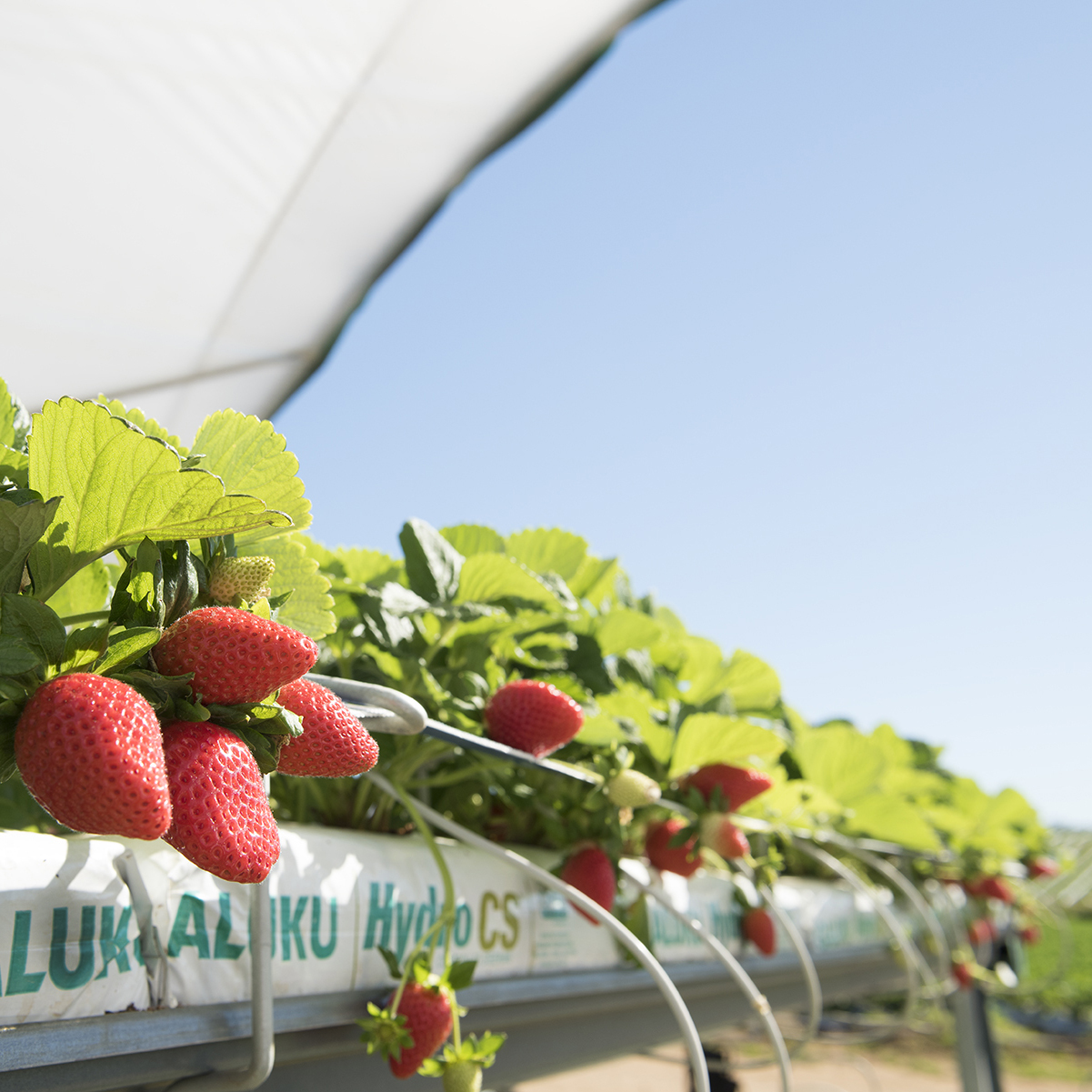 BerryWorld Farms