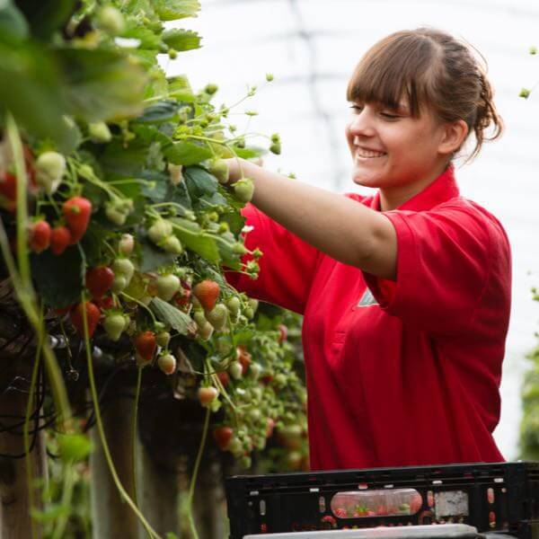 Girl Picking Strawberries