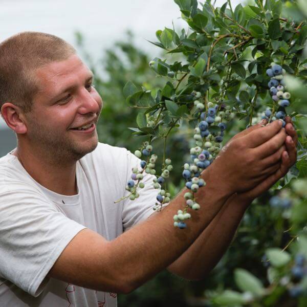 Man Picking Blueberries