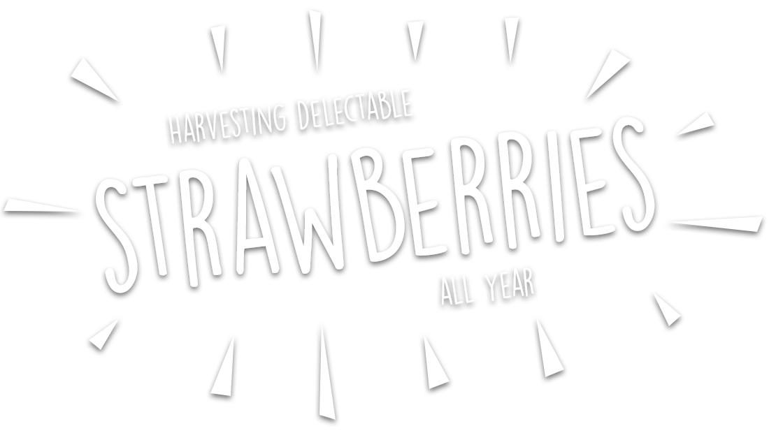 Harvesting delectable strawberries all year