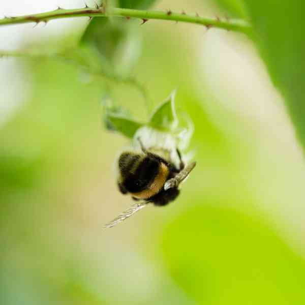 Bee Squarejpg