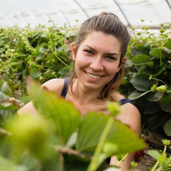 Girl In Amongst Strawberry Plants