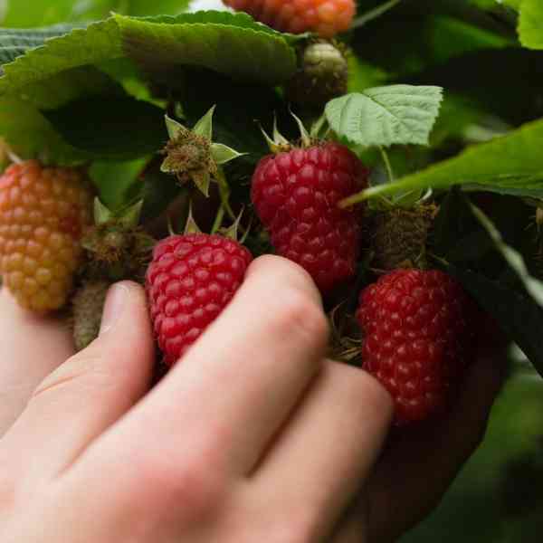 Hand Picking Raspberries