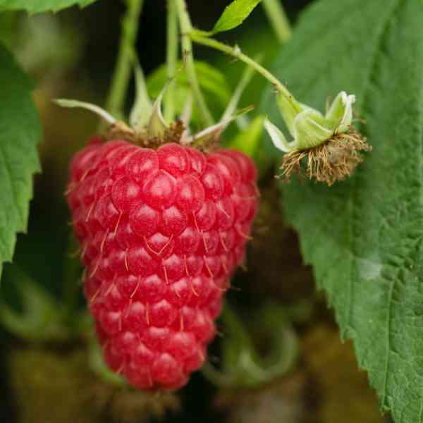 Raspberry Closeup