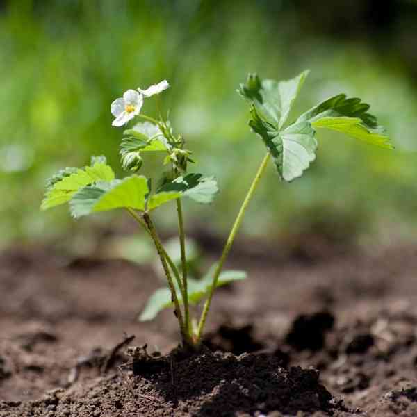 Strawberry Seedling
