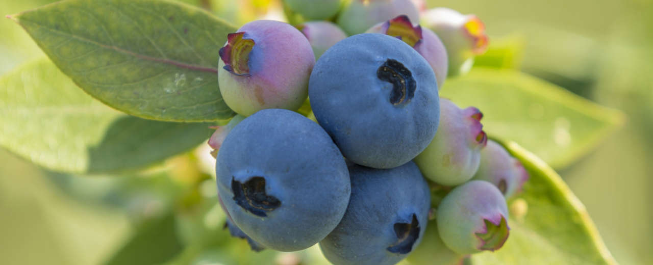 Blueberry Day Recipe Galore