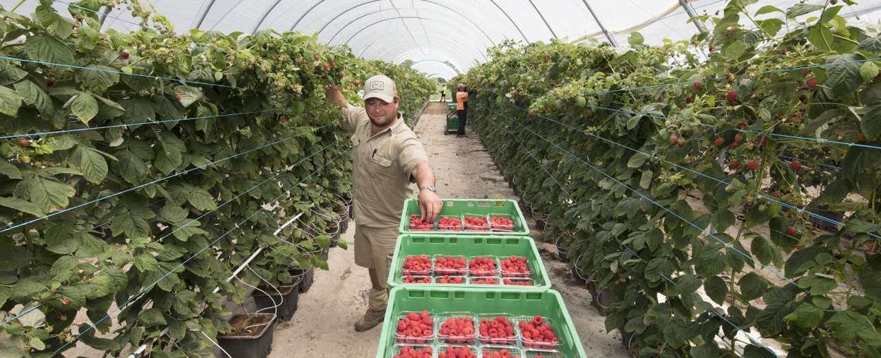 BerryWorld Australia on track for expansion