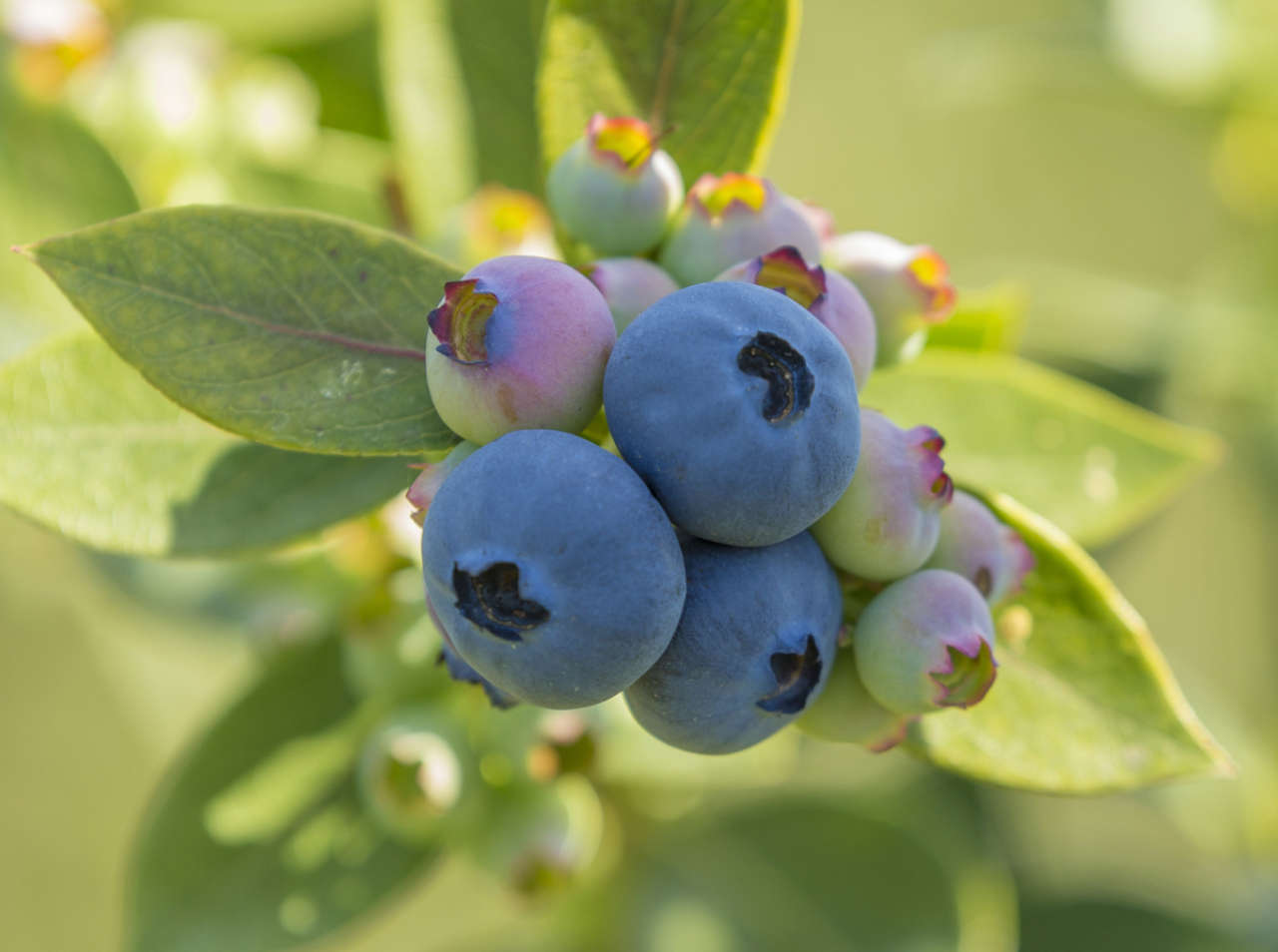 Blueberry Day Recipe Galore