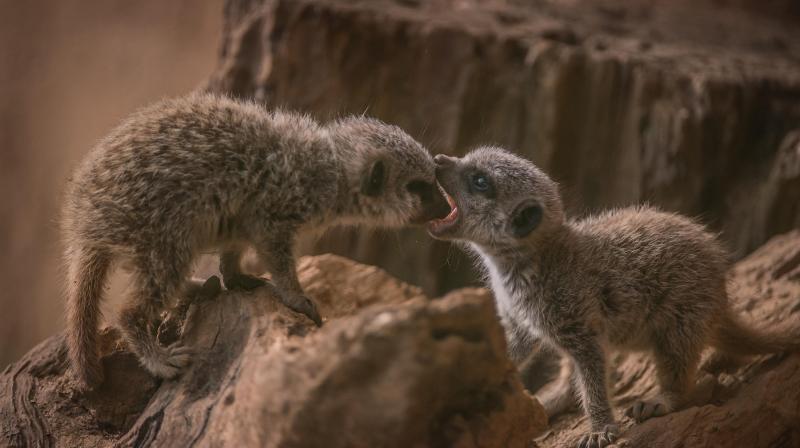 The Secret Life Of The Zoo