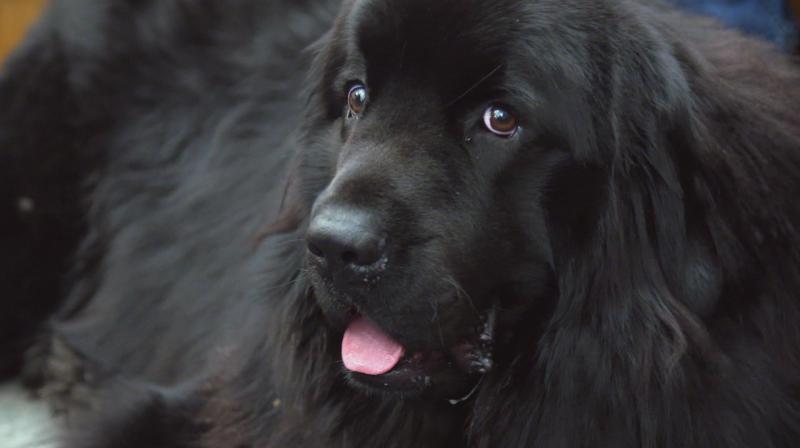 The Supervet