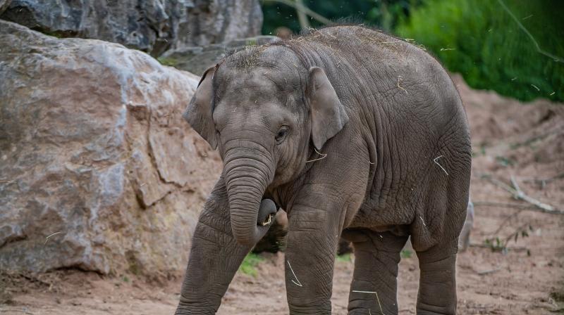The Secret Life Of The Zoo