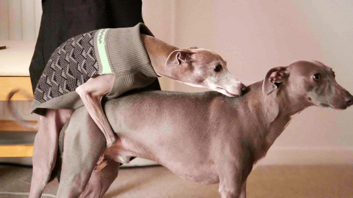 My Gay Dog My Gay Dog