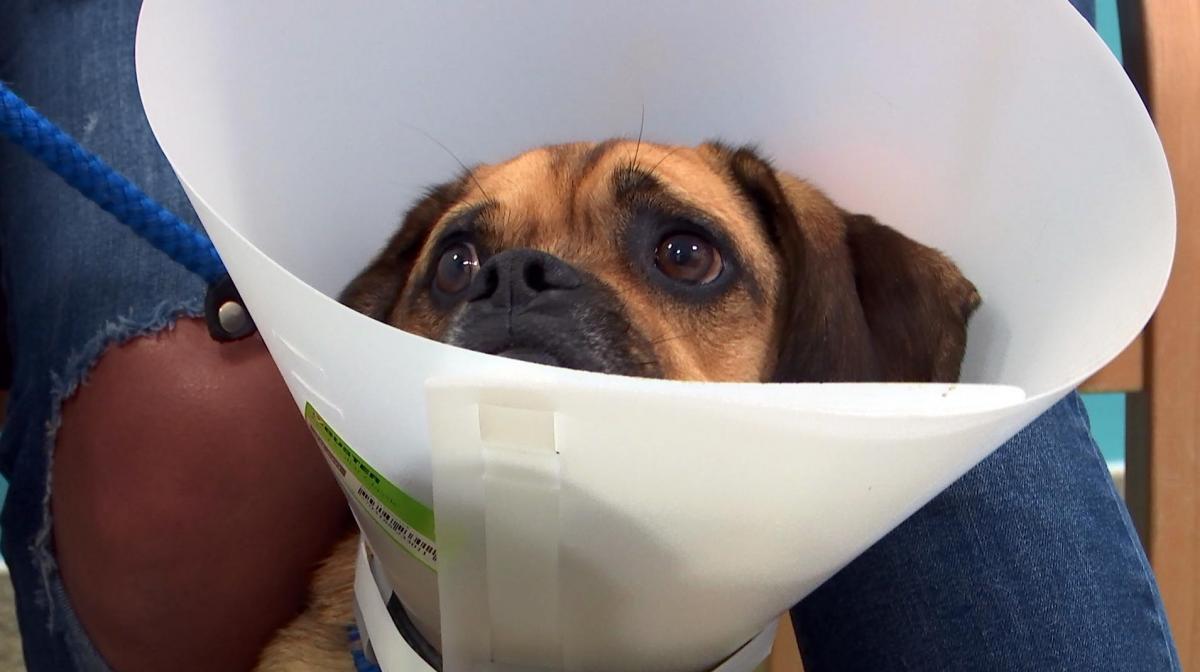 The Supervet The Supervet