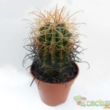 Fotografía tomada por Avonia Fotografía tomada por Avonia