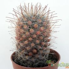 Fotografía tomada por Avonia Fotografía tomada por Avonia