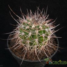 Fotografía tomada por Avonia Fotografía tomada por Avonia