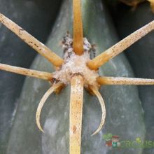 Fotografía tomada por Avonia Fotografía tomada por Avonia