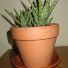 Fotografía tomada por CactuseroJunior Fotografía tomada por CactuseroJunior