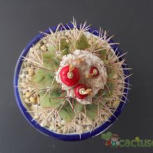 Fotografía tomada por Humi Fotografía tomada por Humi
