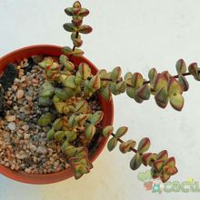 Fotografía tomada por Kaktus-grys Fotografía tomada por Kaktus-grys