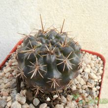 Fotografía tomada por Kaktus-grys Fotografía tomada por Kaktus-grys