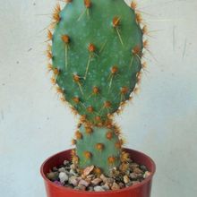 Fotografía tomada por Kaktus-grys Fotografía tomada por Kaktus-grys