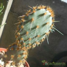 Fotografía tomada por Kaktus-grys Fotografía tomada por Kaktus-grys