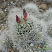 Fotografía tomada por Marimar Fotografía tomada por Marimar