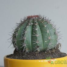 Fotografía tomada por afma Fotografía tomada por afma