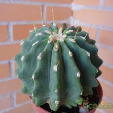 Fotografía tomada por alcantara Fotografía tomada por alcantara