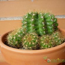 Fotografía tomada por alcantara Fotografía tomada por alcantara