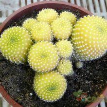 Fotografía tomada por cactushansi Fotografía tomada por cactushansi