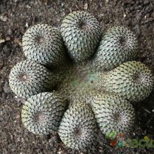 Fotografía tomada por cactushansi Fotografía tomada por cactushansi