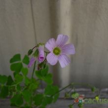 Fotografía tomada por cesarschuster Fotografía tomada por cesarschuster
