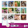 2027 Square Month To View Animal Cat Photo Wall Calendar - Kittens