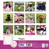 2027 Square Month To View Animal Dog Photo Wall Calendar - Puppies