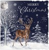 Box Of 12 Scenic Premium Inserted Christmas Cards - Stag in Forrest at Night