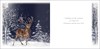 Box Of 12 Scenic Premium Inserted Christmas Cards - Stag in Forrest at Night
