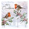 Pack of 12 Scenic Square Christmas Cards - Robin and Holly with Silver Foil