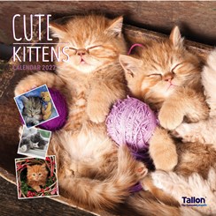 2027 Square Month To View Animal Cat Photo Wall Calendar - Kittens