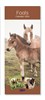 2026 Slim Month To View Spiral Bound Horse Photo Wall Calendar - Foals