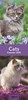 2027 Super Slim Month To View Spiral Bound Animal Photo Wall Calendar - Cats