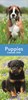 2027 Super Slim Month To View Spiral Bound Animal Photo Wall Calendar - Puppies